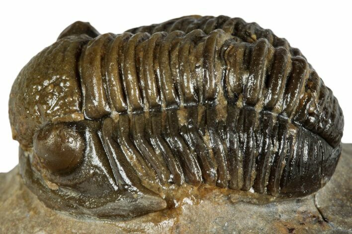 Detailed Gerastos Trilobite Fossil - Morocco #351281